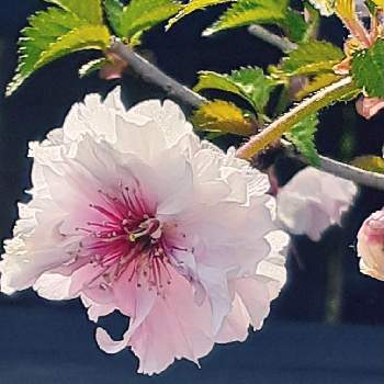 『富士桜』の画像 by さくら貝さん | お出かけ先と富士桜とゴテンバザクラとスマホ撮影と♡今日のお花♡と季節の花と風景と花びらとお花と『富士桜』とゴテンバザクラ（御殿場桜）