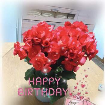 お誕生日の画像 by mayuさん | 部屋と春♡とお誕生日とお花❁˚と花のある暮らしとベゴニア♡