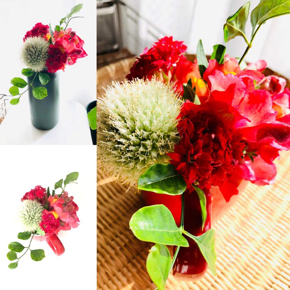 食べたら植えるの投稿画像 By コッコさん 今日もお疲れ様でした とプランターと金魚草 とおうちde菜園とエコ野菜栽培と食べたら栽培と自由園芸と小さな自給とおうち園芸と暮らしを楽しむと心安らぐと家庭菜園とsdgsとリフレッシュ と自給スキルとリサイクルプランター