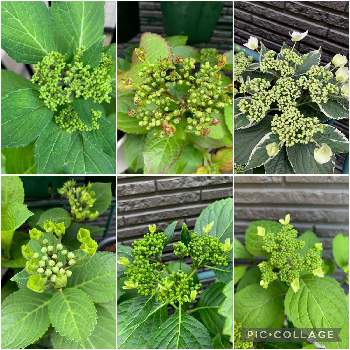 斑入りガクアジサイ 恋路ヶ浜の投稿画像一覧 Greensnap グリーンスナップ