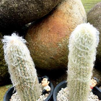 白い毛のサボテンの投稿画像一覧 Greensnap グリーンスナップ