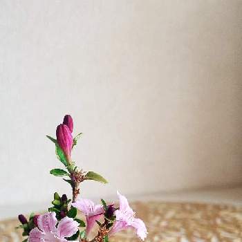 香丁木の画像 by あいさん | 香丁木と小品盆栽とミニ盆栽と豆盆栽と花もの盆栽