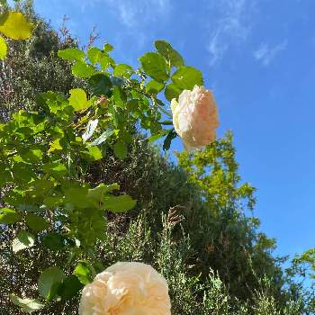 陽だまりの画像 by jstoryさん | 小さな庭とバラ　ピエール・ドゥ・ロンサールと青空と陽だまりと薔薇の蕾たち