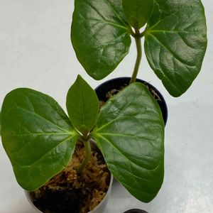 モモタマナ,南国,おうち園芸,毎月3日は耳の日,ぎり耳の画像