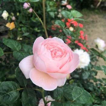 バラ　クイーンオブスウェーデンの画像 by piscesさん | 小さな庭と薔薇♪とバラ・ミニバラとばら バラ 薔薇とバラ　クイーンオブスウェーデン
