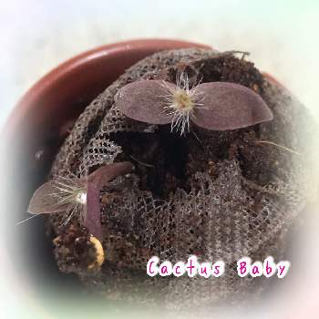 サボテンガチャガチャの投稿画像一覧 Greensnap グリーンスナップ