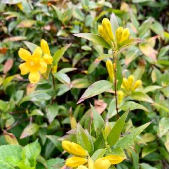 常緑つる性低木の投稿画像一覧 Greensnap グリーンスナップ