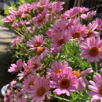 マーガレット モリンバ ミニピンクの投稿画像一覧 Greensnap グリーンスナップ