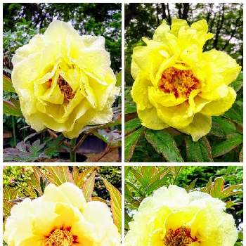 千姫ぼたん園の画像 by みいちゃんさん | ぼたんとボタン科と千姫ぼたん園とコラージュと牡丹の花