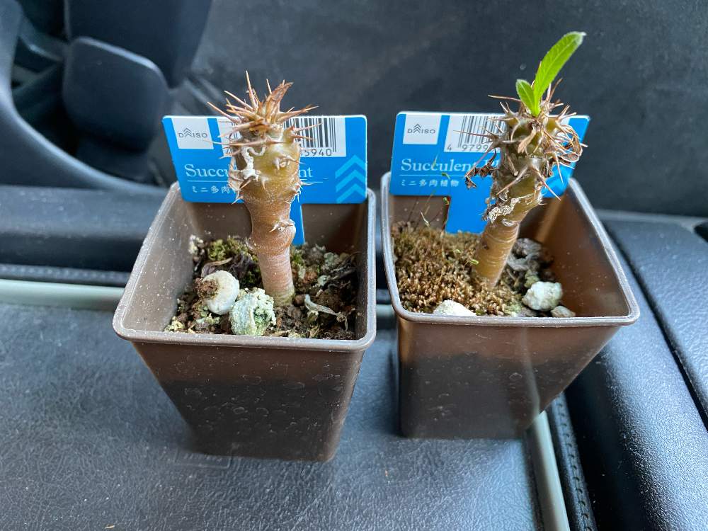 ダイソーのパキポディウムの投稿画像 By Kjさん パキポディウム属と塊根とダイソーと多肉狂 たにぐるい とカクタス長田と夏型塊根 21月5月3日 Greensnap グリーンスナップ