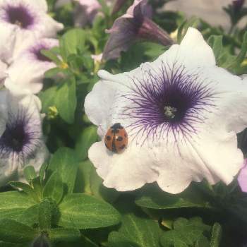 ペチュニア マンボgpの投稿画像一覧 Greensnap グリーンスナップ