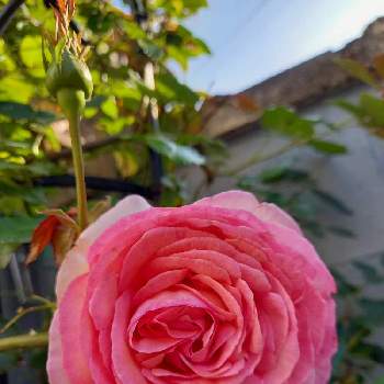 薔薇が大好きの画像 by フランさん | アプローチとピエール様とピンクの薔薇と薔薇が大好きとおうち園芸とガーデニング