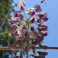 フジ,ノダフジ,ノダフジ(Ｓ巻き),マメ科,フジ属の画像