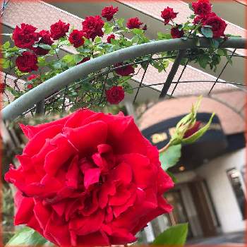 わくわくゴールデンウィークの画像 by サッチンさん | わくわくゴールデンウィークと５月と赤い薔薇♡とばら バラ 薔薇