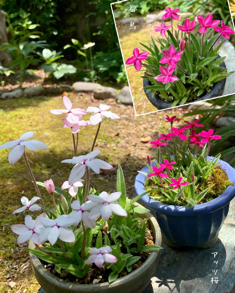 和の庭の投稿画像 By 美野美谷さん アッツ桜 とmy絞り咲きとm S Style Bonsaiとアッツザクラ と広い庭とm S Style Bonsai 草もの と和の庭とアッツ桜 とmy絞り咲きとm S Style Bonsaiとアッツザクラ とm S Style Bonsai 草もの 21月5月3日 Greensnap
