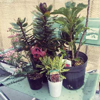 ユーフォルビア ゴールデンレインボーの投稿画像一覧 Greensnap グリーンスナップ