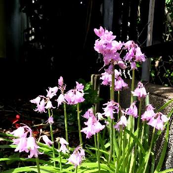 シラー❇︎の画像 by Michiさん | 小さな庭と花のある暮らしとシラー❇︎とピンクのシラー