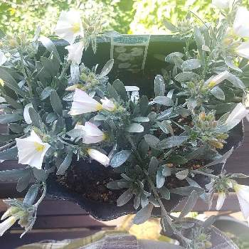 コンボルブルス クネオルムの投稿画像一覧 Greensnap グリーンスナップ コンボルブルス クネオルムの投稿画像一覧 Greensnap グリーンスナップ