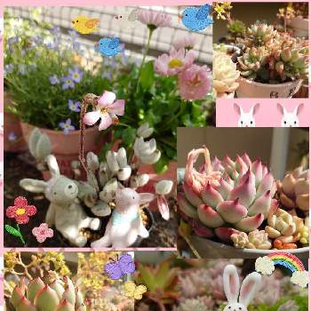 福兎耳の花の投稿画像一覧 Greensnap グリーンスナップ