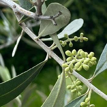 オリーブの花芽の投稿画像一覧 Greensnap グリーンスナップ