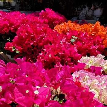 ブーゲンビレアの花の画像 by ふらわーあんどぐりーんheh(花エリカ白楽店)さん | ブーゲンビレア♡と楽天市場とフォロー歓迎とネット販売とブーゲンビレアの花といいね♥ありがとうございます✨