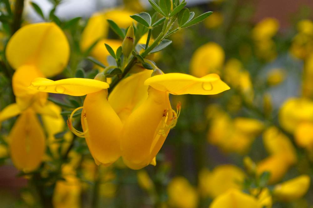 エニシダの投稿画像 By Heathさん マメ科と花木と黄色い花と常緑性と地植え 21月5月3日 Greensnap グリーンスナップ