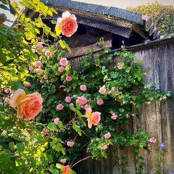ERアブラハムダービーの画像 by あっこさんさん | ばら バラ 薔薇とストロベリーヒル 薔薇と古住居と薔薇のアーチとナチュラルガーデンと古住居の南ガーデンと開花までワクワク（＾Ｏ＾☆♪とERアブラハムダービーとクレマチス・アラベラと自慢のバラ_2021