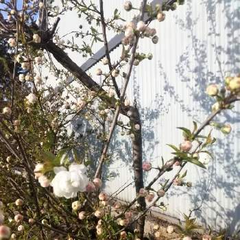 庭桜の投稿画像一覧 Greensnap グリーンスナップ