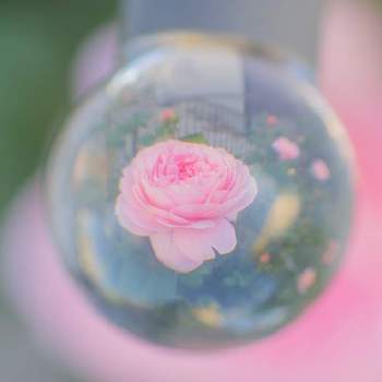 バラ　クイーンオブスウェーデンの画像 by けーけーさん | 小さな庭とGS映えとそらたまレンズとバラ　クイーンオブスウェーデンと花のある暮らしとばら 薔薇 バラとバラ・ミニバラ