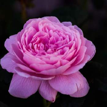 バラ　クイーンオブスウェーデンの画像 by けーけーさん | 小さな庭とGS映えとバラ　クイーンオブスウェーデンと花のある暮らしとばら 薔薇 バラとバラ・ミニバラ