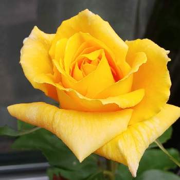 薔薇マルコ・ポーロの画像 by まろんさん | 小さな庭とバラ マルコ ポーロと黄色いバラと花のある暮らしとばら バラ 薔薇と薔薇マルコ・ポーロ