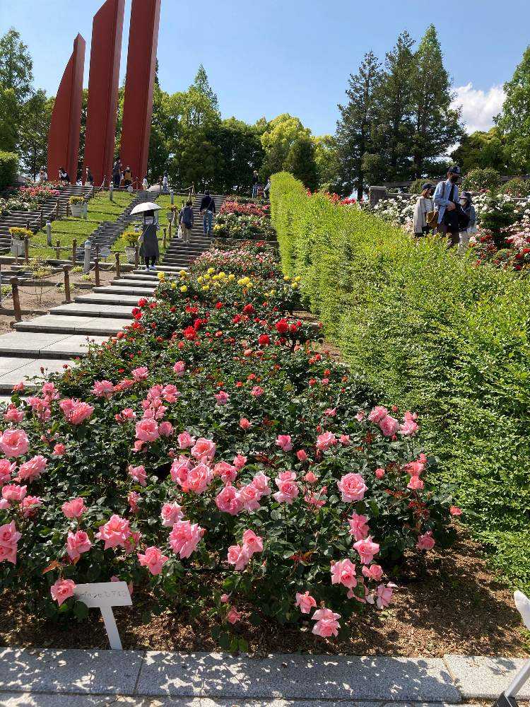 荒牧バラ公園 ボレロ オファー