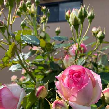 バラ　つるバラの画像 by @Rose&greenさん | バラ　つるバラとバラ・ピエールドゥロンサールとピエールドロンサール♪と宿根草花壇とガーデニング
