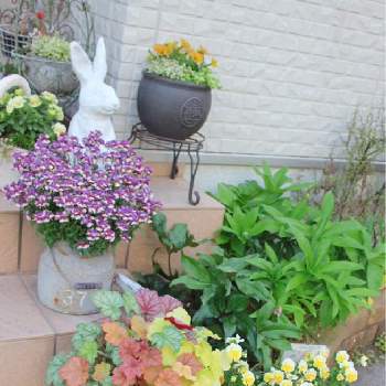 ヒューケラ寄せ植えの投稿画像一覧 Greensnap グリーンスナップ