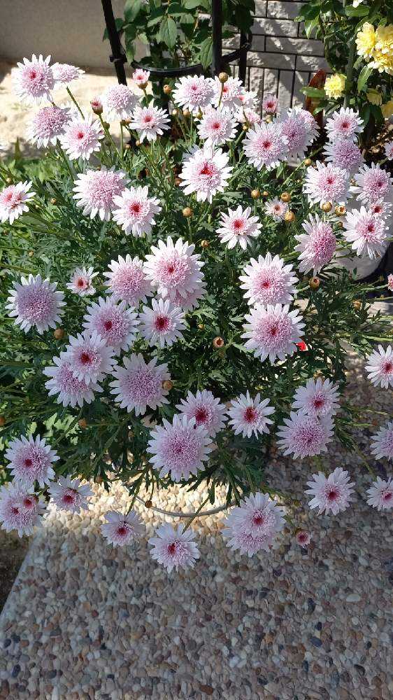 マーガレットあずきちゃん再生ミッション 4月23日完結 Greensnap グリーンスナップ