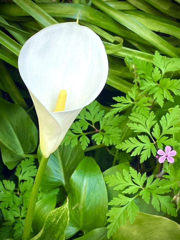 植物のある暮らしの投稿画像 By ｃｈｉｅ さん ヒメフウロ とオランダカイウ属と山野草と祈りを込めてとありがとう医療従事者の方々とkawaiiとカラー と新緑とサトイモ 科と花のある暮らしと白い花と純真無垢とピンクの花と葉っぱlove と植物のある暮らしと