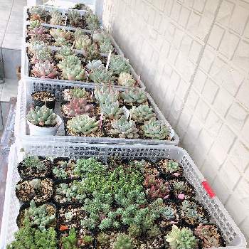 千葉多肉会の投稿画像一覧 Greensnap グリーンスナップ