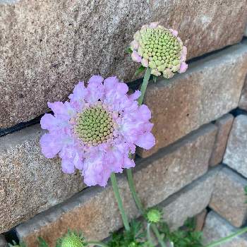 スカビオサ ピンクレースの投稿画像一覧 Greensnap グリーンスナップ