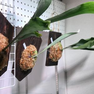 珍奇植物,板壁DIY, ビカクシダ,俺のビカクシダ,お店の植物の画像