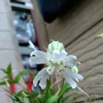 アオモリマンテマの一覧 Greensnap グリーンスナップ