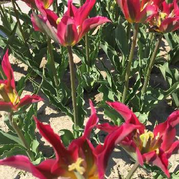 チューリップフェスティバルの画像 by かじゅさん | V  緑咲  チューリップと チューリップとチューリップフェスティバルと変わった花弁と綺麗とお出掛け先と赤い花とお花好きと素敵