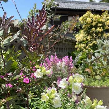 八重咲きキンギョソウの画像 by なおプさん | 小さな庭と八重咲きキンギョソウ