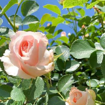 薔薇　ロココの画像 by YUMIさん | 広い庭とロココとバラのアーチとばら バラ 薔薇と薔薇　ロココとつるバラロココとバラのある暮らしと今日の一枚と可愛い〜♡とナチュラルスタイルとガーデニングとバラが好きと花のある暮らしとローズガーデンとお花が咲いたとバラを楽しむと自慢のバラ_2021