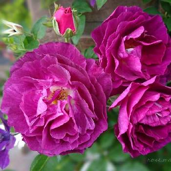 バラ ミステリューズの画像 by rose.magentaさん | 小さな庭とバラ ミステリューズとお気に入り♡とバラのある暮らしとナチュラルガーデンとバラ 鉢植えと花のある暮らしといやされると薔薇♪とバラ・ミニバラとロザリアンとバラを楽しむと綺麗だなぁとシボラーと咲いた！
