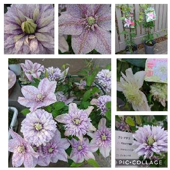 クレマチス アイ フクシマの投稿画像一覧 Greensnap グリーンスナップ