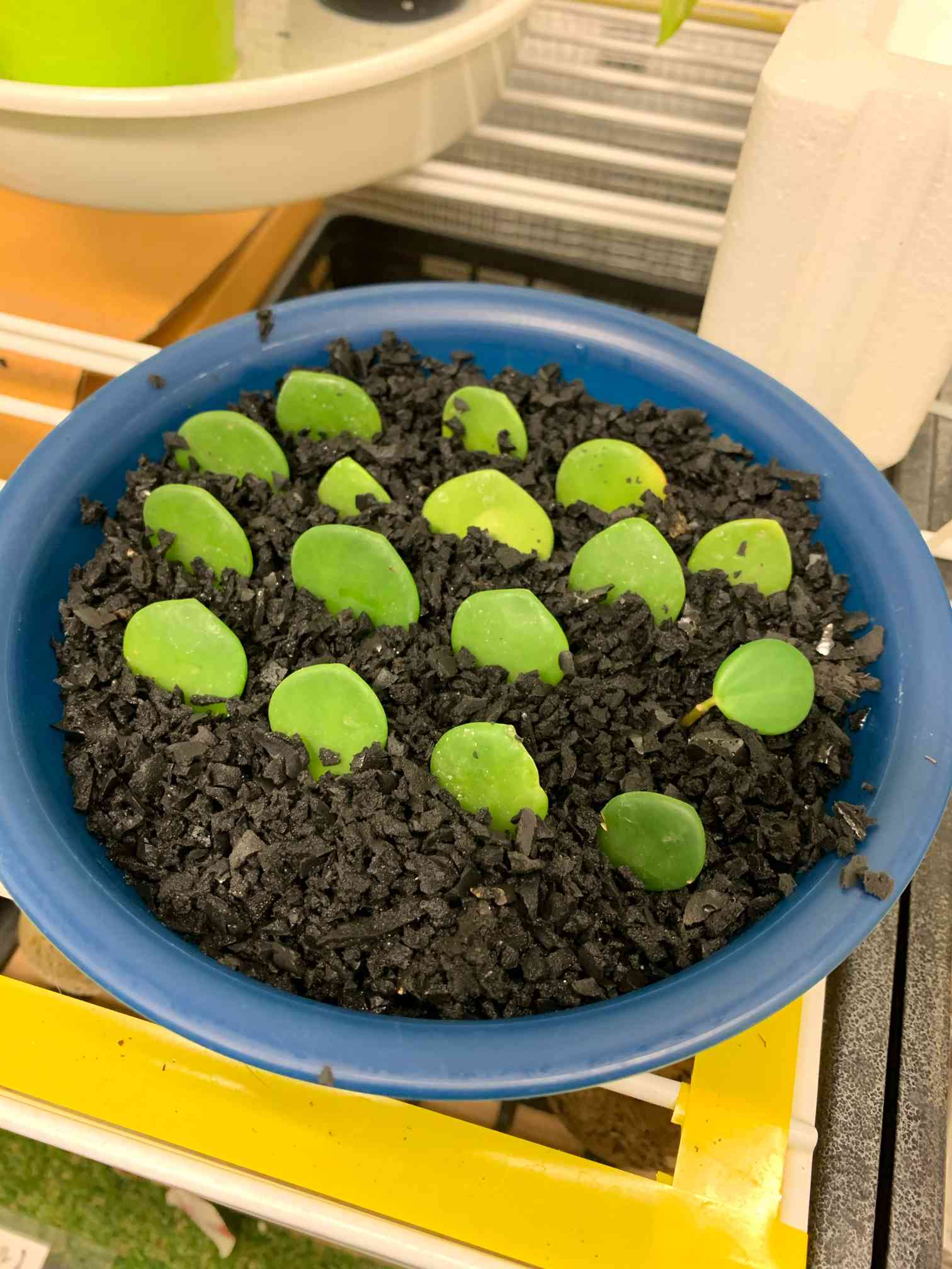 ペペロミアホープ】ウレタンリサイクル素材NPORUSで葉挿しにチャレンジ