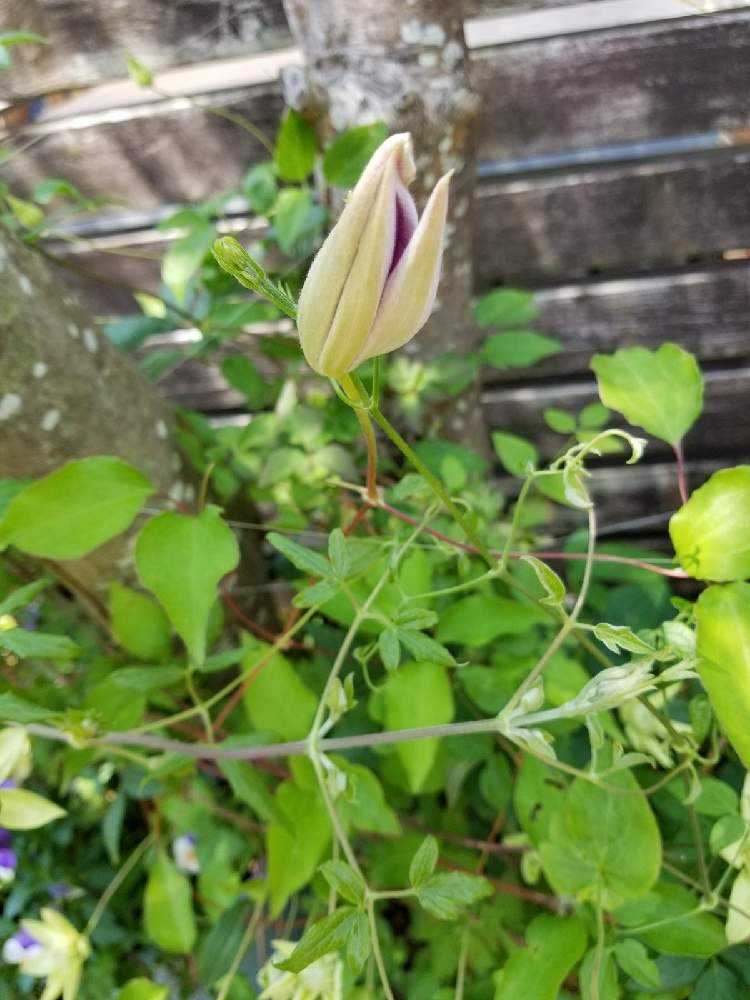 クレマチス成長記録 21 Greensnap グリーンスナップ