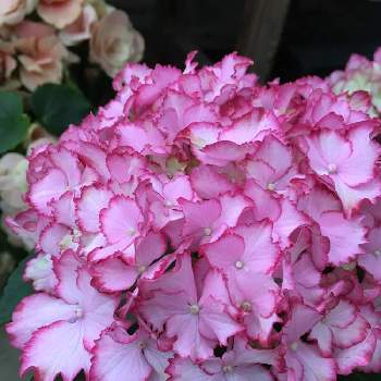 紫陽花 マジカル カラードリームの投稿画像一覧 Greensnap グリーンスナップ