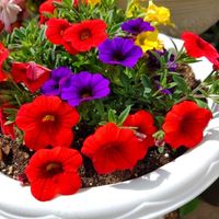 カリブラコア,寄せ植え,植物,カラフル,花のある暮らしの画像