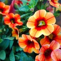 カリブラコア,寄せ植え,植物,カラフル,花のある暮らしの画像